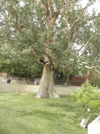 Jericho. Zacchaeus's Sycamore Tree