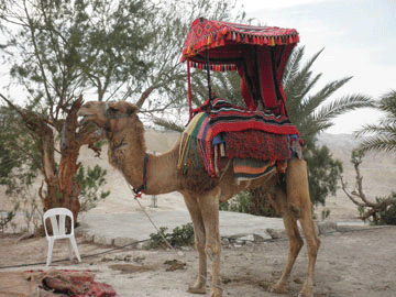 Jericho. Parked Camel.