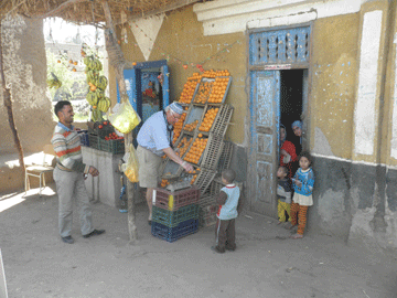 Donkeys and Sugar Cane