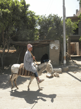 Man on Donkey