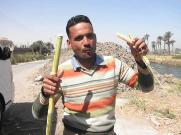 Ahmed and Sugan Cane