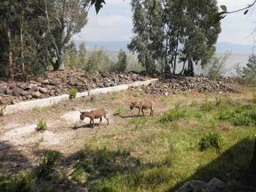 Capharnaum. Peaceful Scene