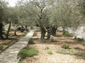 Garden of Gethsemane