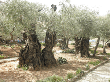 Garden of Gethsemane