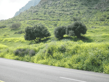 Spirit-Lifting Yellow Flowers.