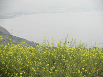 Yellow Flowers Everywhere.