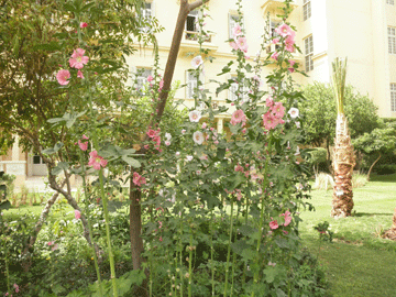 Winter Palace Flowers